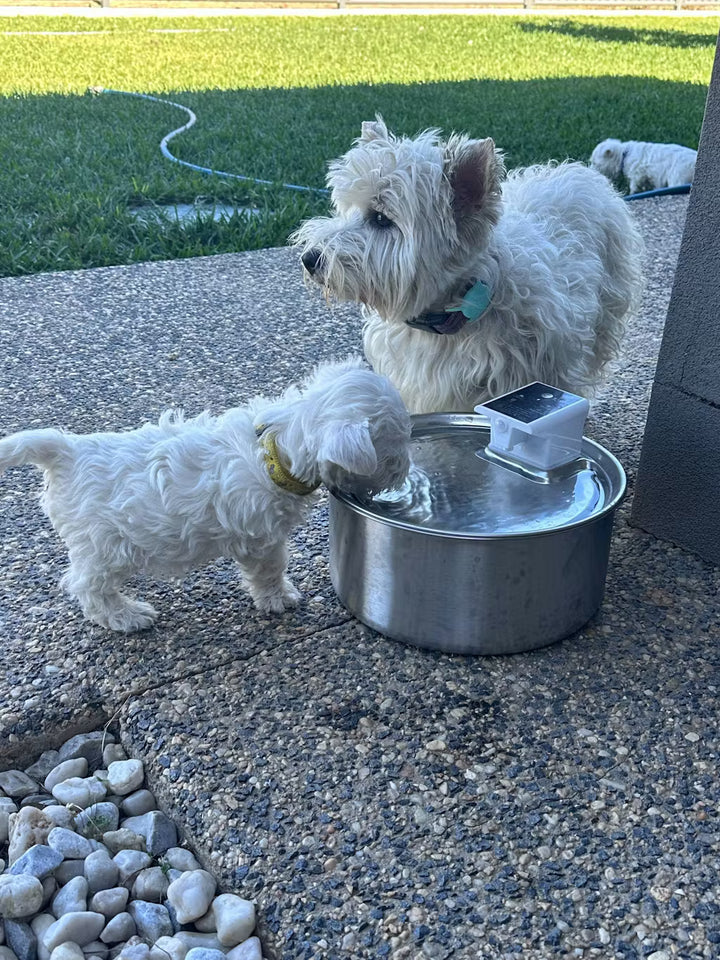 Review by Hurkledoon Westies